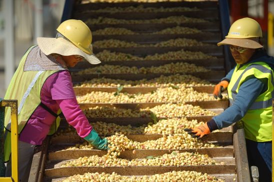 Pistachios Harvest process in America